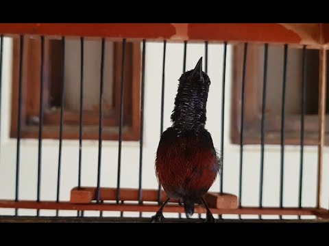 suara burung kolibri mp3 om kicau kenari